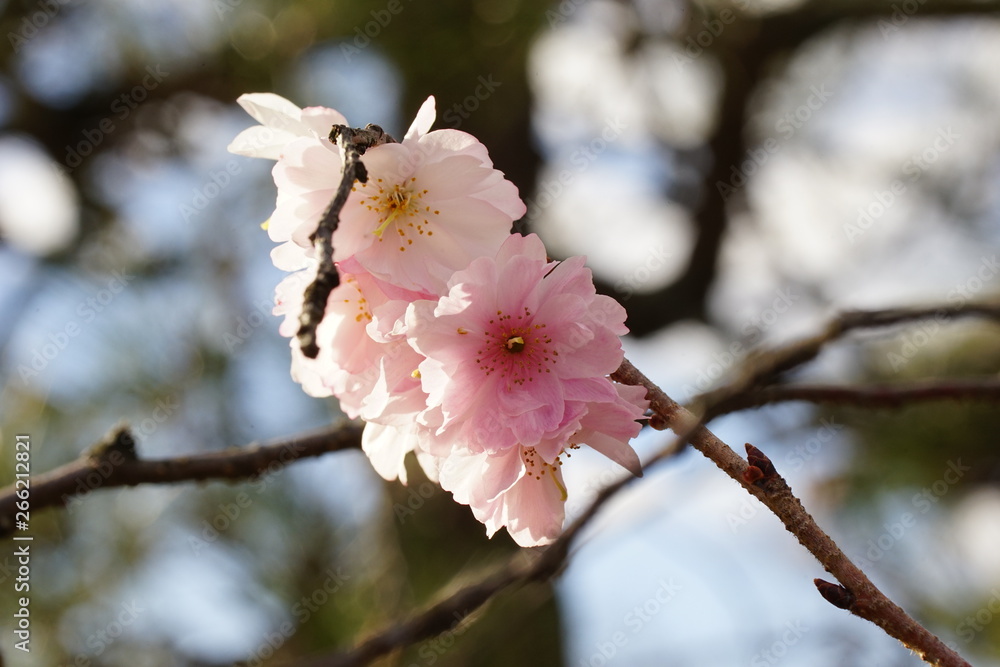 十月桜