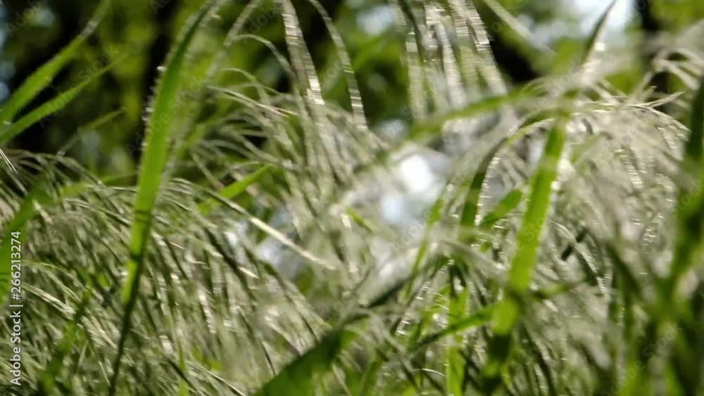 Fresh spring grass in the sun sways Fresh spring grass in the sun sways