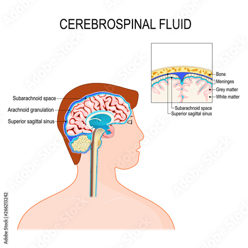 Cerebrospinal fluid (CSF) is a clear fluid in the brain and spinal cord