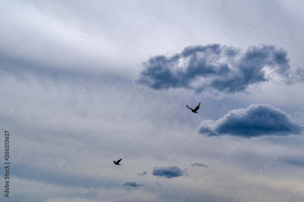 Sky with a bird before the rain. Flying birds on the background of the cloudy sky before the rain.