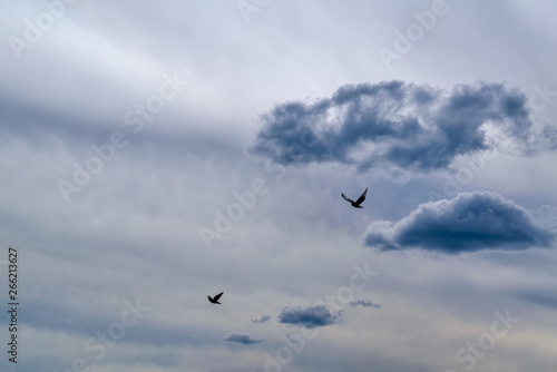 Sky with a bird before the rain. Flying birds on the background of the cloudy sky before the rain.