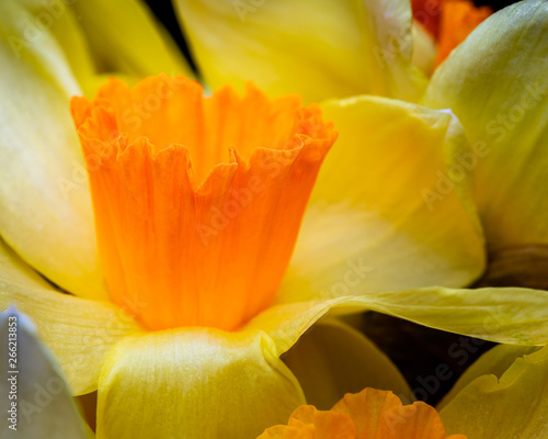 Orange and Yellow Daffodil Blossom