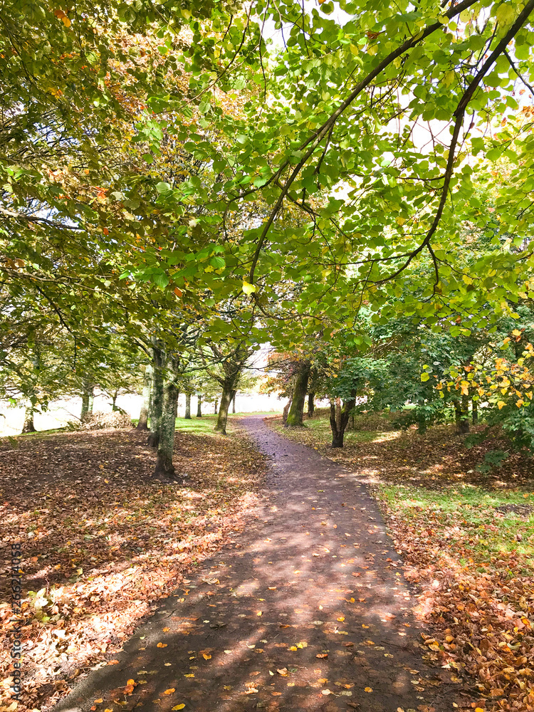 Fototapeta premium Pathway in the park in autumn