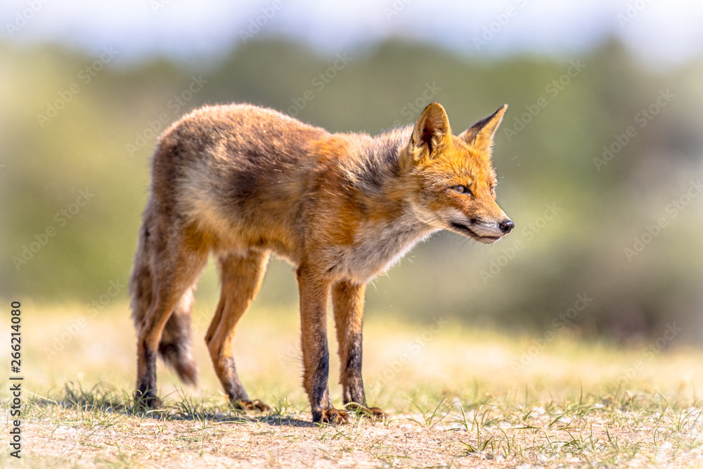 Red Fox in bright natural habitat