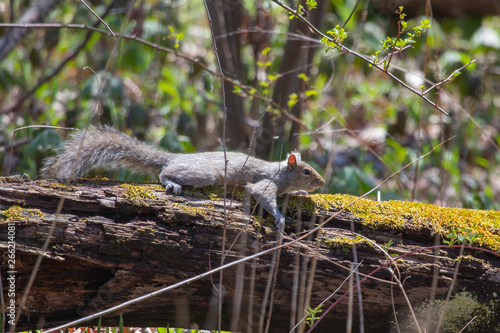 Grey Squirrel on log