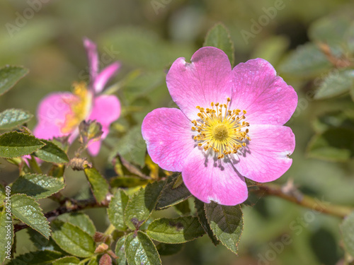 Dog rose blooming