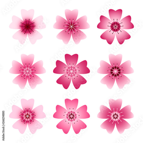 Flat color set Sakura or cherry blossoms in pink. Isolated on white background. Vector illustration. icon