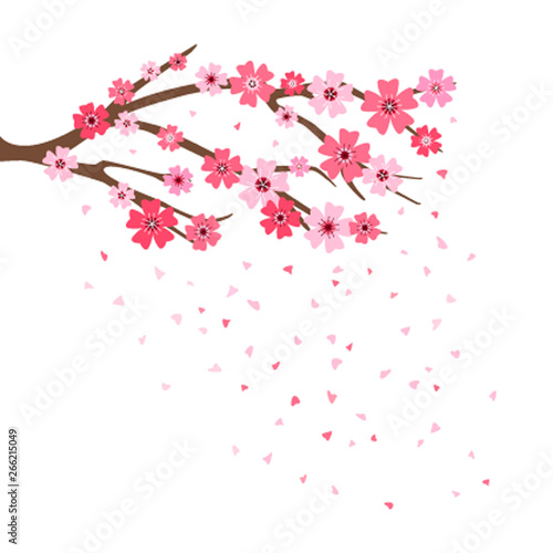 Branch of sakura with flowers. Cherry blossom branch with petals falling flat vector illustrations isolate