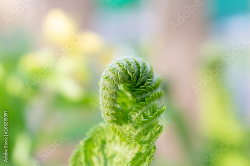 Green plant. Young fern