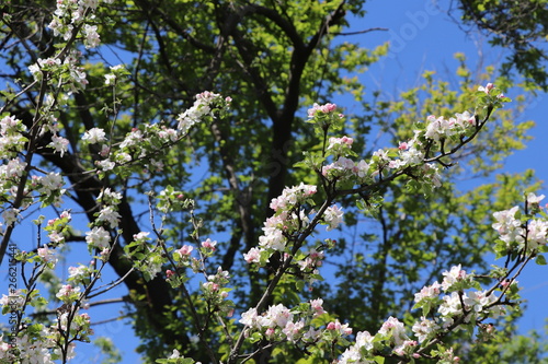 In the spring an аpple tree bloomed in the garden