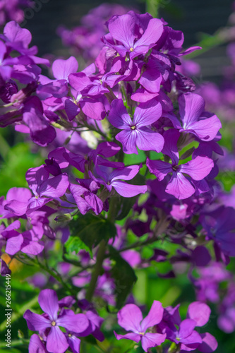 Purple Judasspenge in sunlight