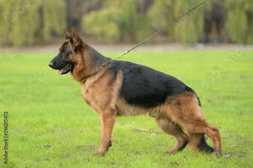 German shepherd stands on the green grass in the Park
