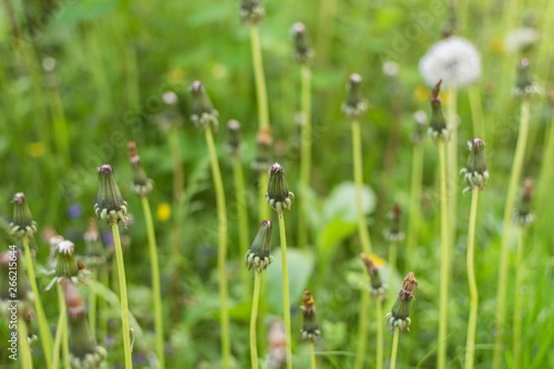 A field with dandelion buds.