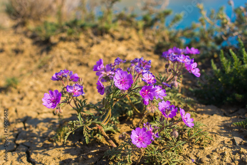 Field geranium