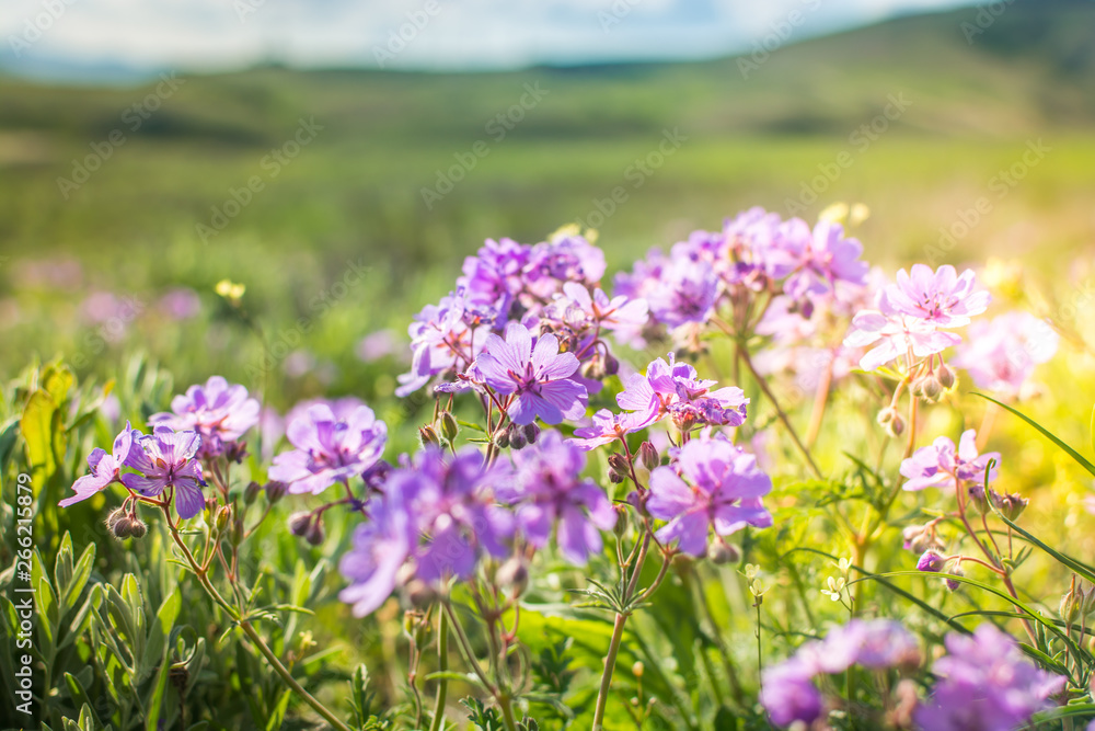 Field geranium