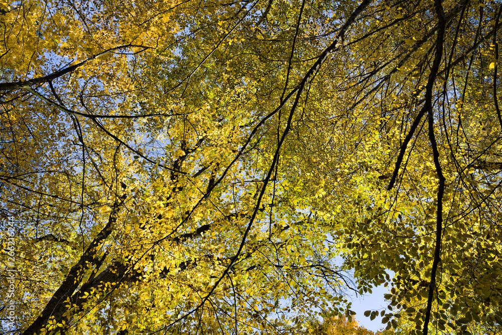 Fototapeta premium Autumn season