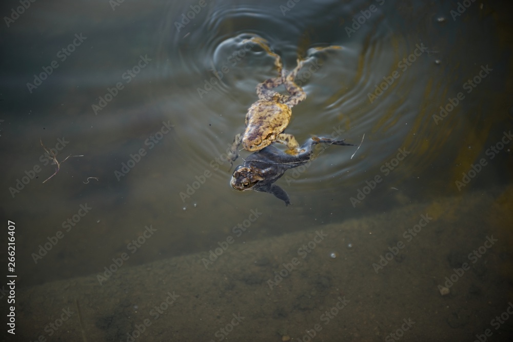 Marsh Frog swimming in the Lithuania
