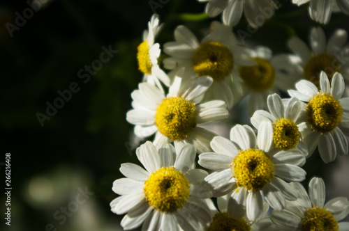 a bouquet of bright spring flowers of various types