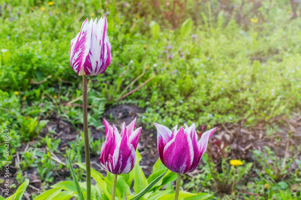 Obraz premium Beautiful colored tulips growing on the ground.