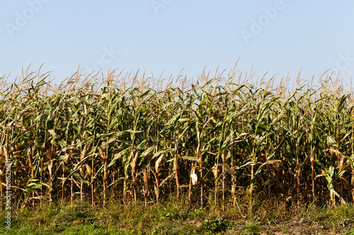 corn field