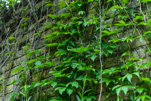 Brick wall overgrown with green plants.