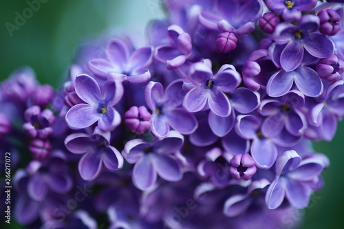 Macro image of a blooming branch of a purple lilac tree background. Soft focus. Full frame