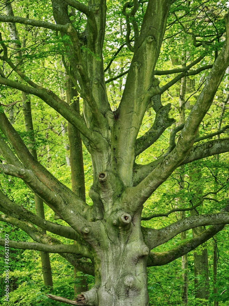 Fototapeta premium Old Birch Tree