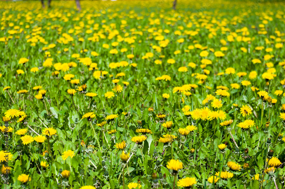 field of vernal green grass with flowering dandelions on a sunny day in early spring