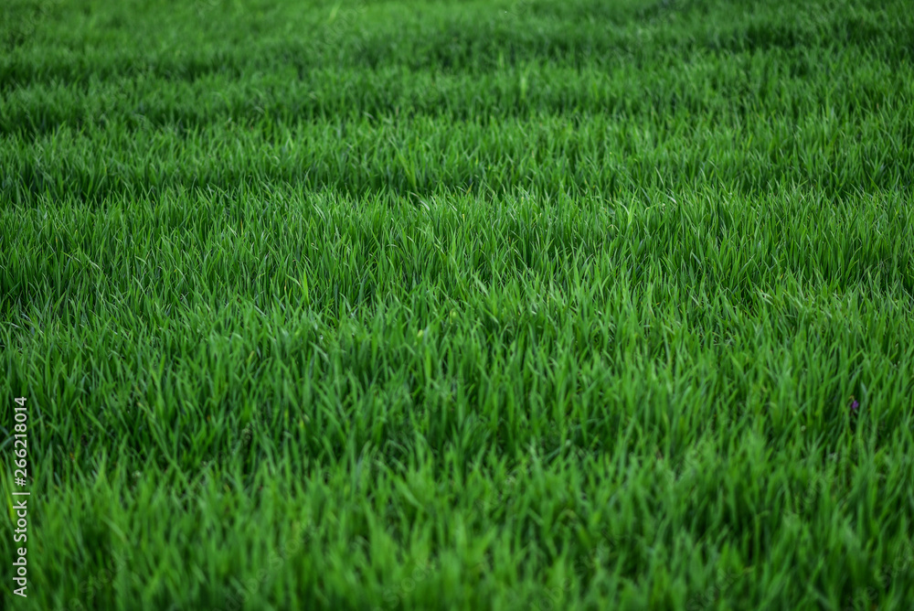 Naklejka premium zielona trawa