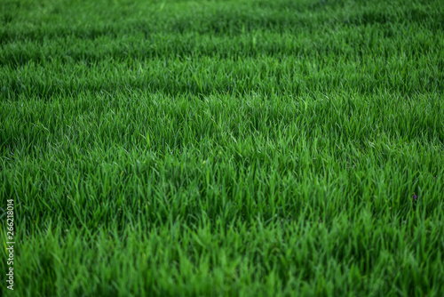 zielona trawa