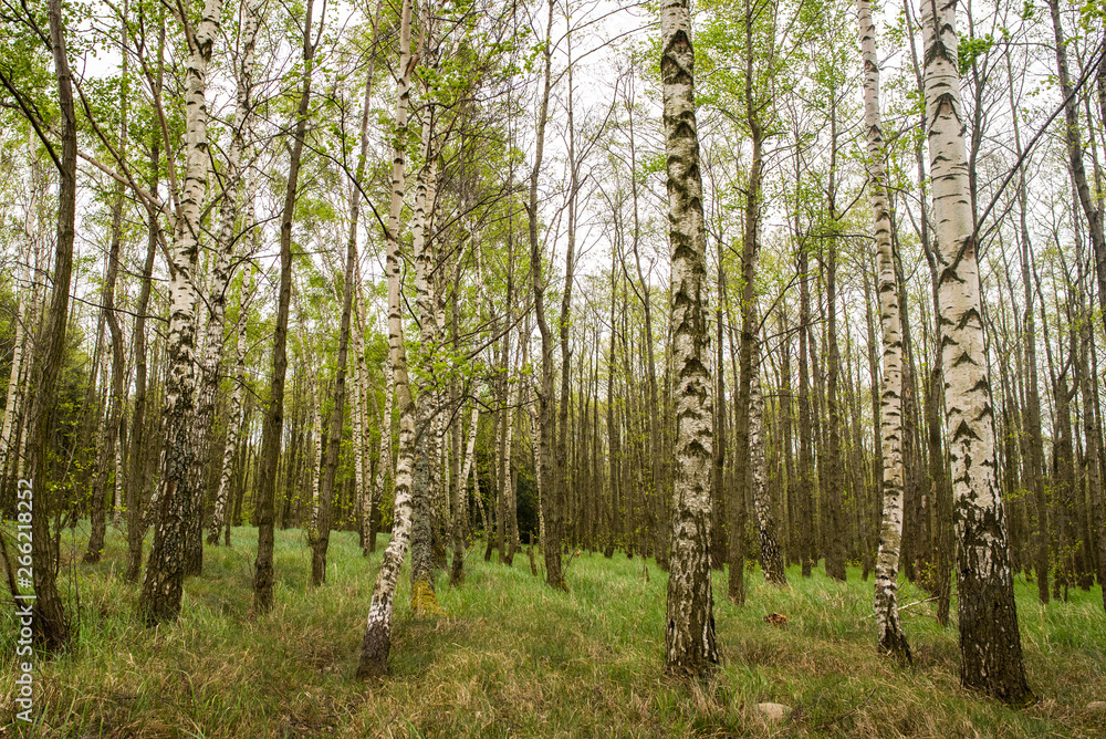 Fototapeta premium las 