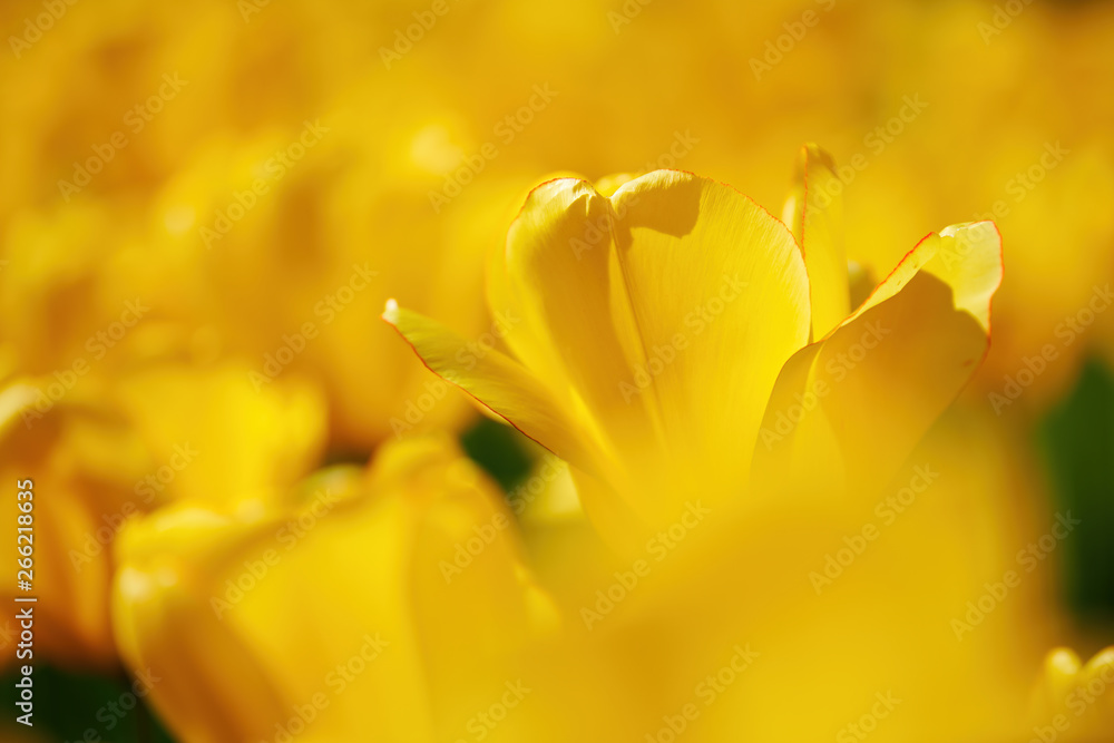 Beautiful yellow tulip.