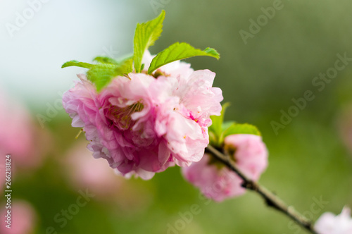 Background blooming beautiful pink cherries in raindrops on a sunny day in early spring close up, soft focus