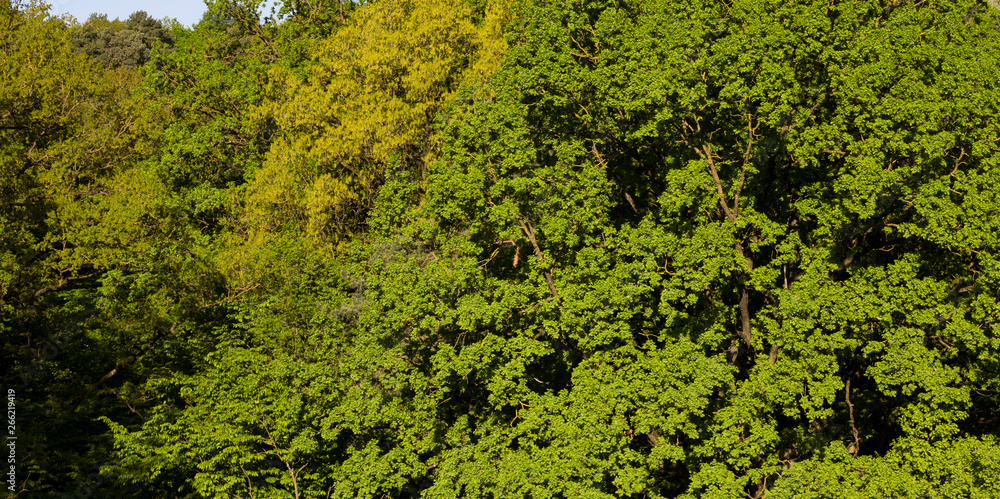 deciduous forest deciduous forest