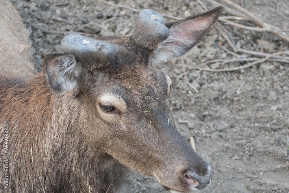 shy deer in a natural farm