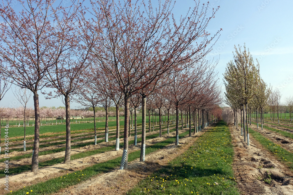blühende Apfelplantage bei Meckenheim