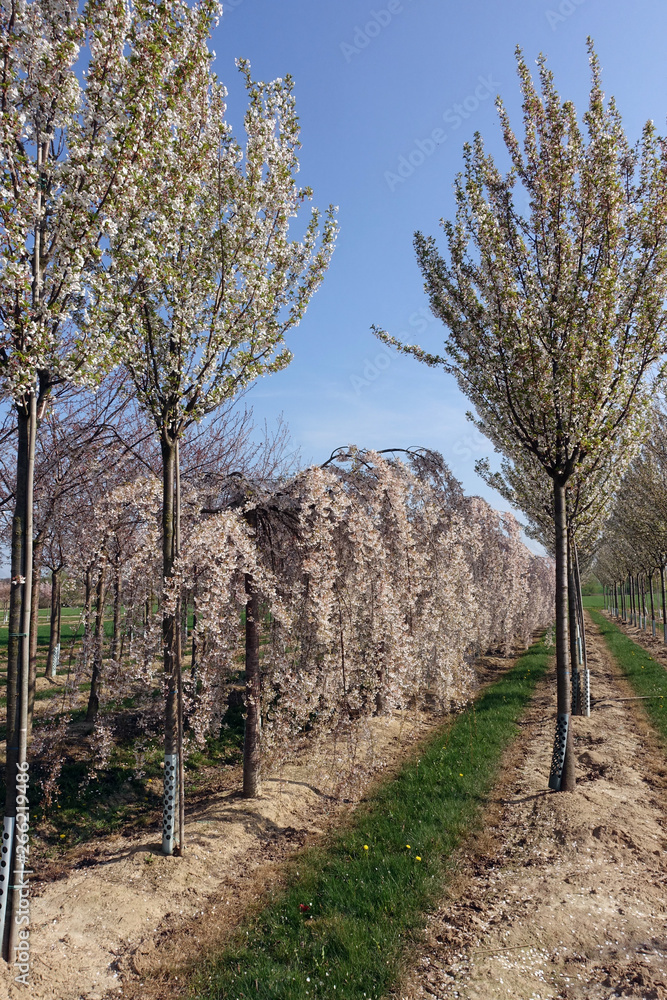 blühende Apfelplantage bei Meckenheim