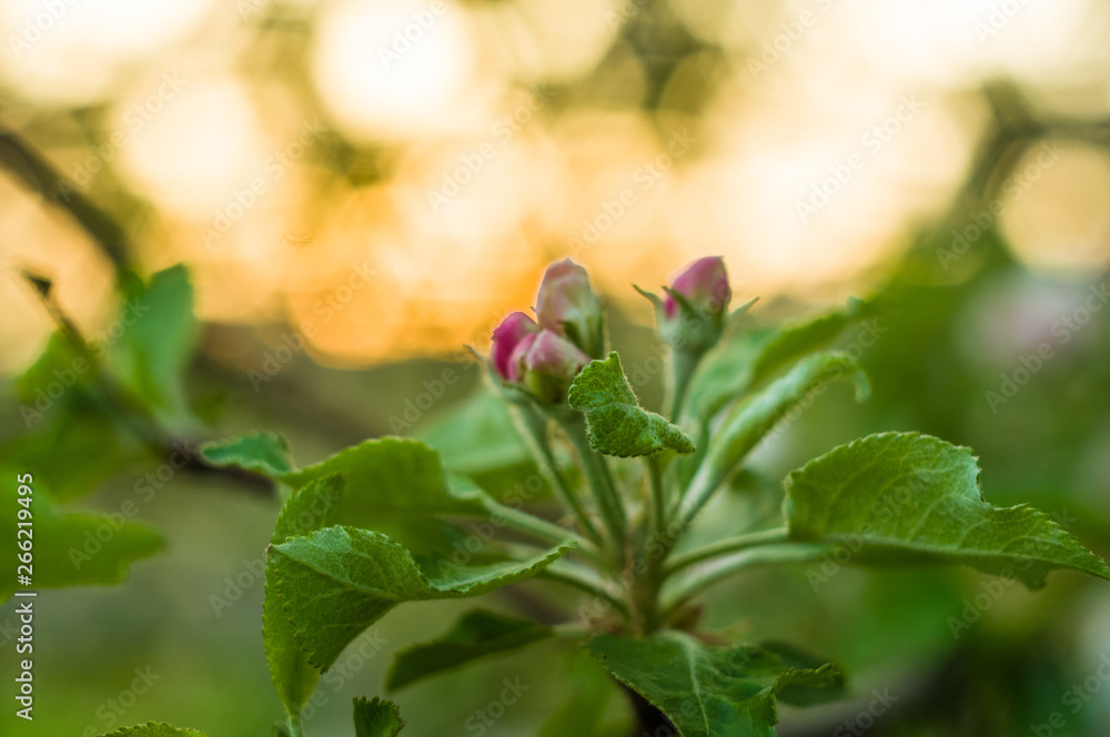 Background of blooming beautiful flowers of apple on a sunny day in early spring close up, soft focus Background of blooming beautiful flowers of apple on a sunny day in early spring close up, soft focus