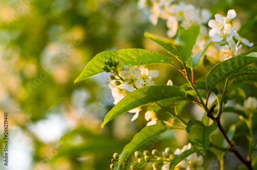 Background of blooming beautiful flowers of white bird cherry in raindrops on a sunny day in early spring close up, soft focus