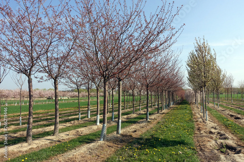 blühende Apfelplantage bei Meckenheim photo