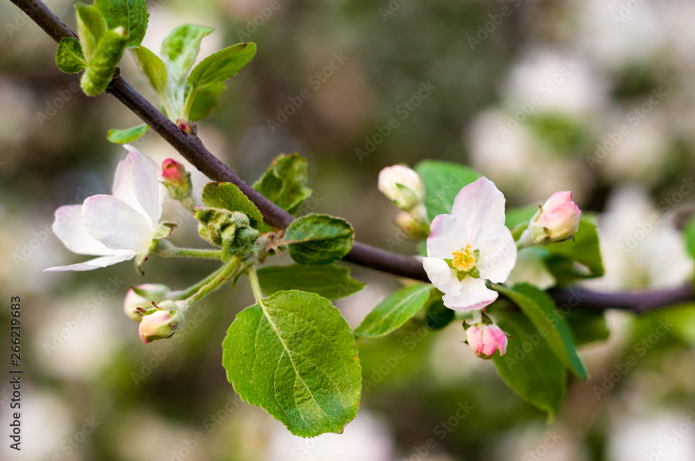 Background of blooming beautiful flowers of apple on a sunny day in early spring close up, soft focus Background of blooming beautiful flowers of apple on a sunny day in early spring close up, soft focus
