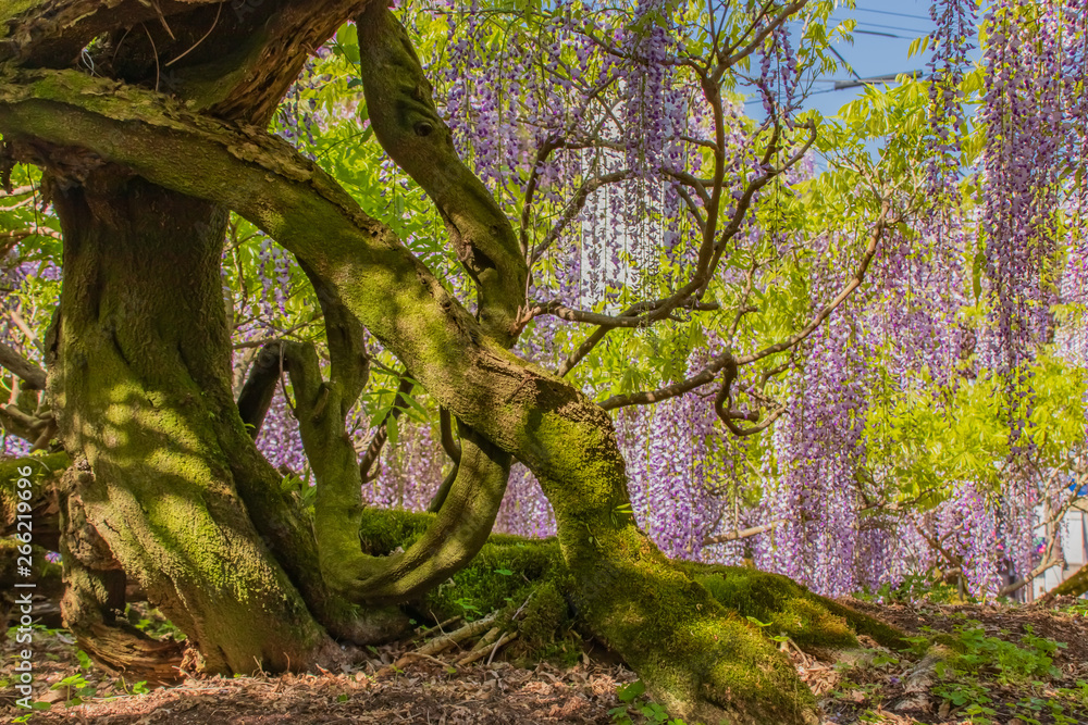 Fototapeta premium 黒木の大藤 Wisteria flower 福岡県八女市