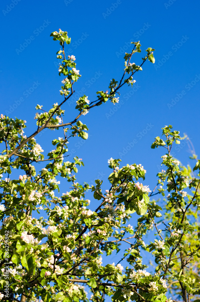 Background of blooming beautiful flowers of apple on a sunny day in early spring close up, soft focus Background of blooming beautiful flowers of apple on a sunny day in early spring close up, soft focus