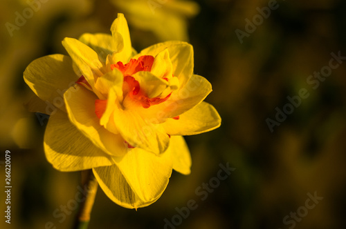 Amazing yellow huge bright daffodils in sunlight