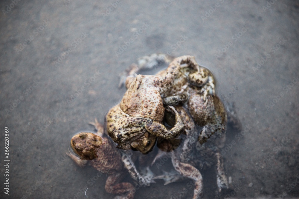 Group of Frogs in river during the breeding season Group of Frogs in river during the breeding season
