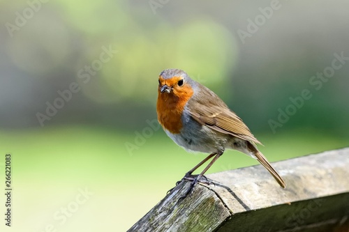 A European robin (Erithacus rubecula) perching on a fence. The bird is looking at the camera, with an insect in its beak.