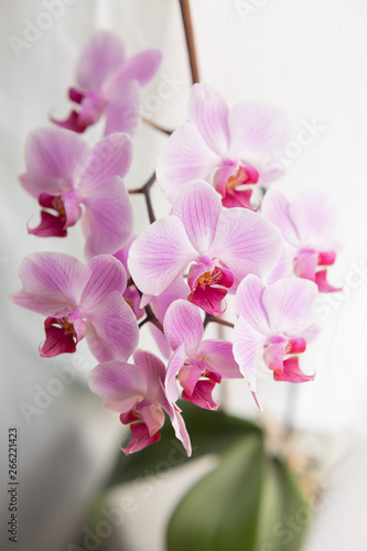 Fototapeta Naklejka Na Ścianę i Meble -  Orchid flower white with purple veins