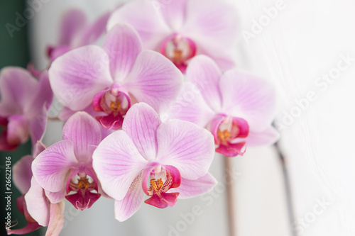 Orchid flower white with purple veins