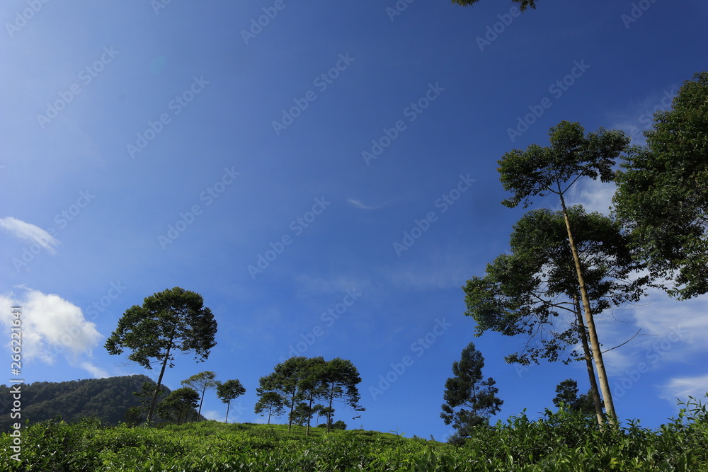 freshness of the Pagilaran Batang tea garden on a sunny morning
