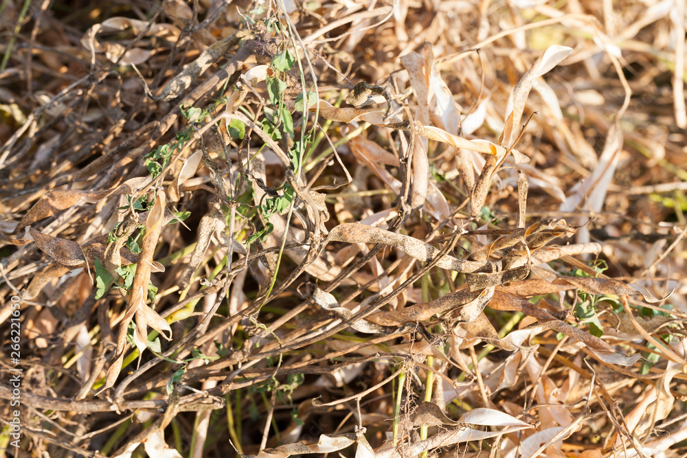 Harvest haricot beans